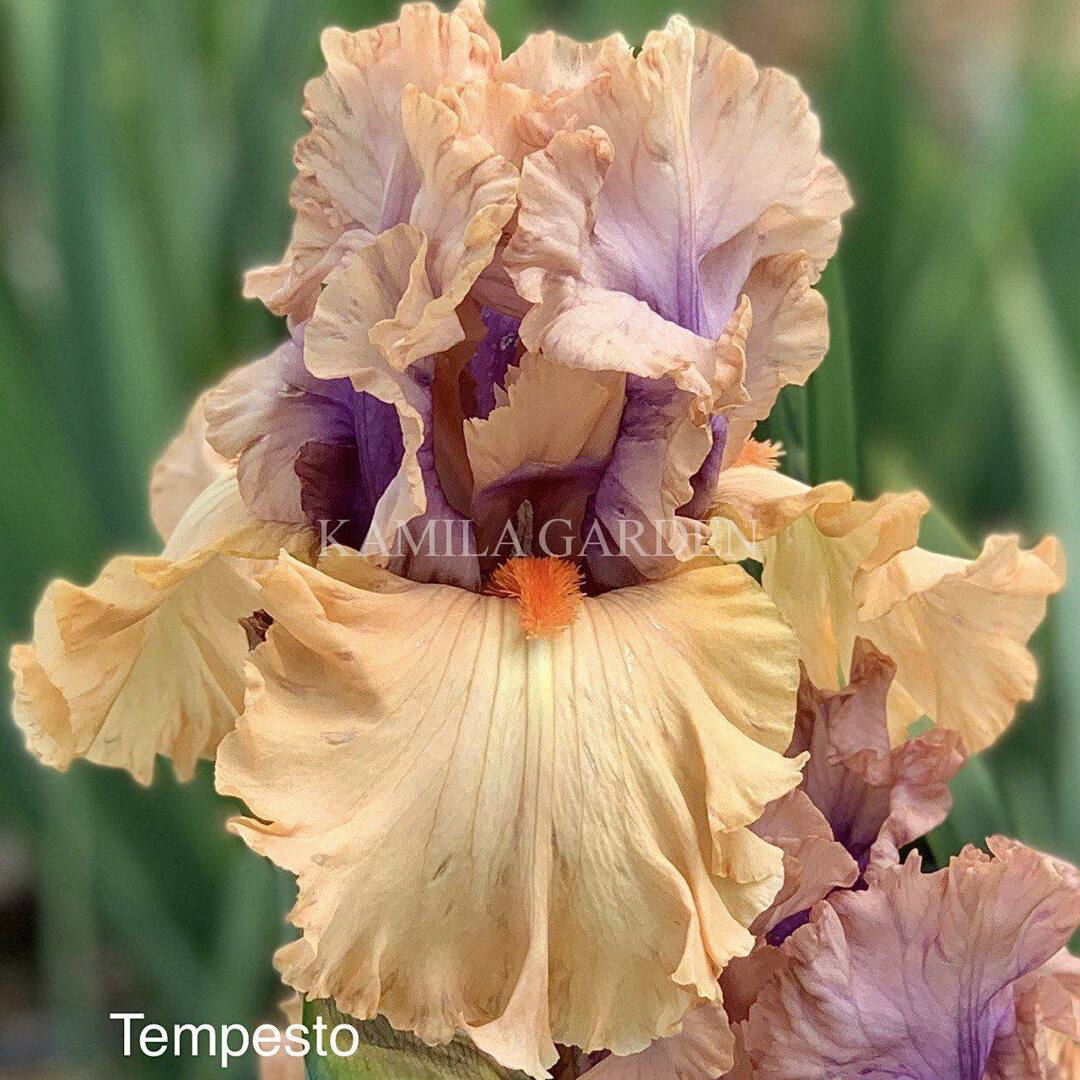 Tempesto