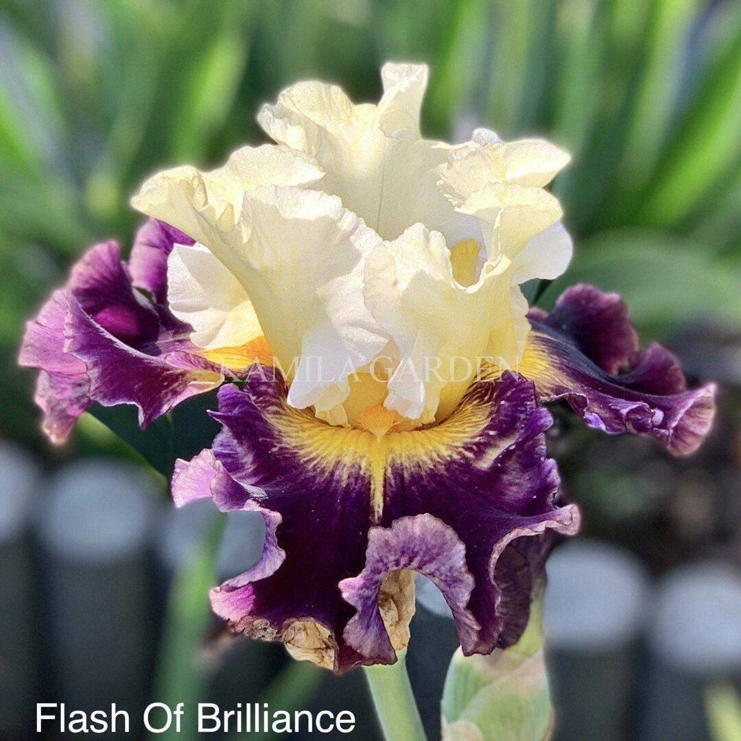 Flash of brilliance