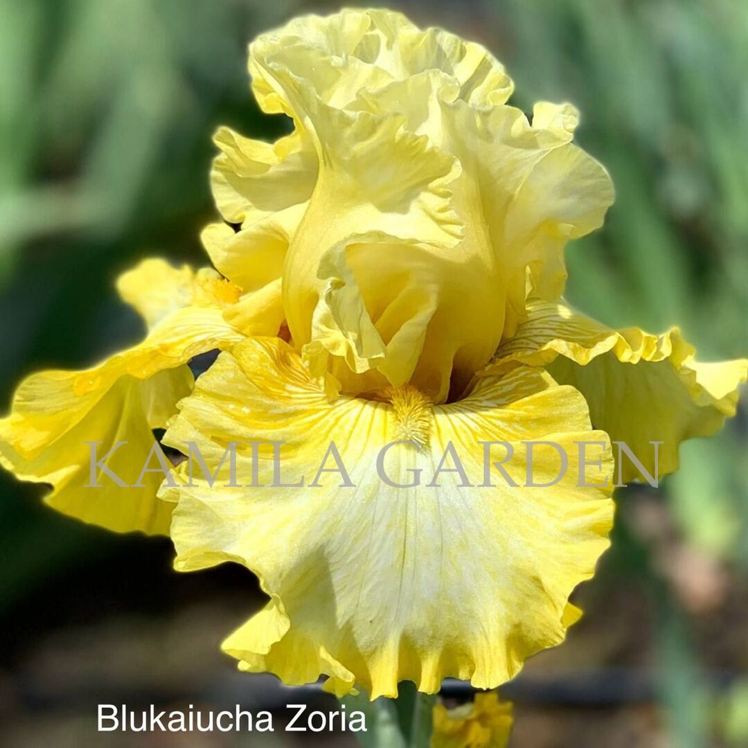 Blukaiucha zoria