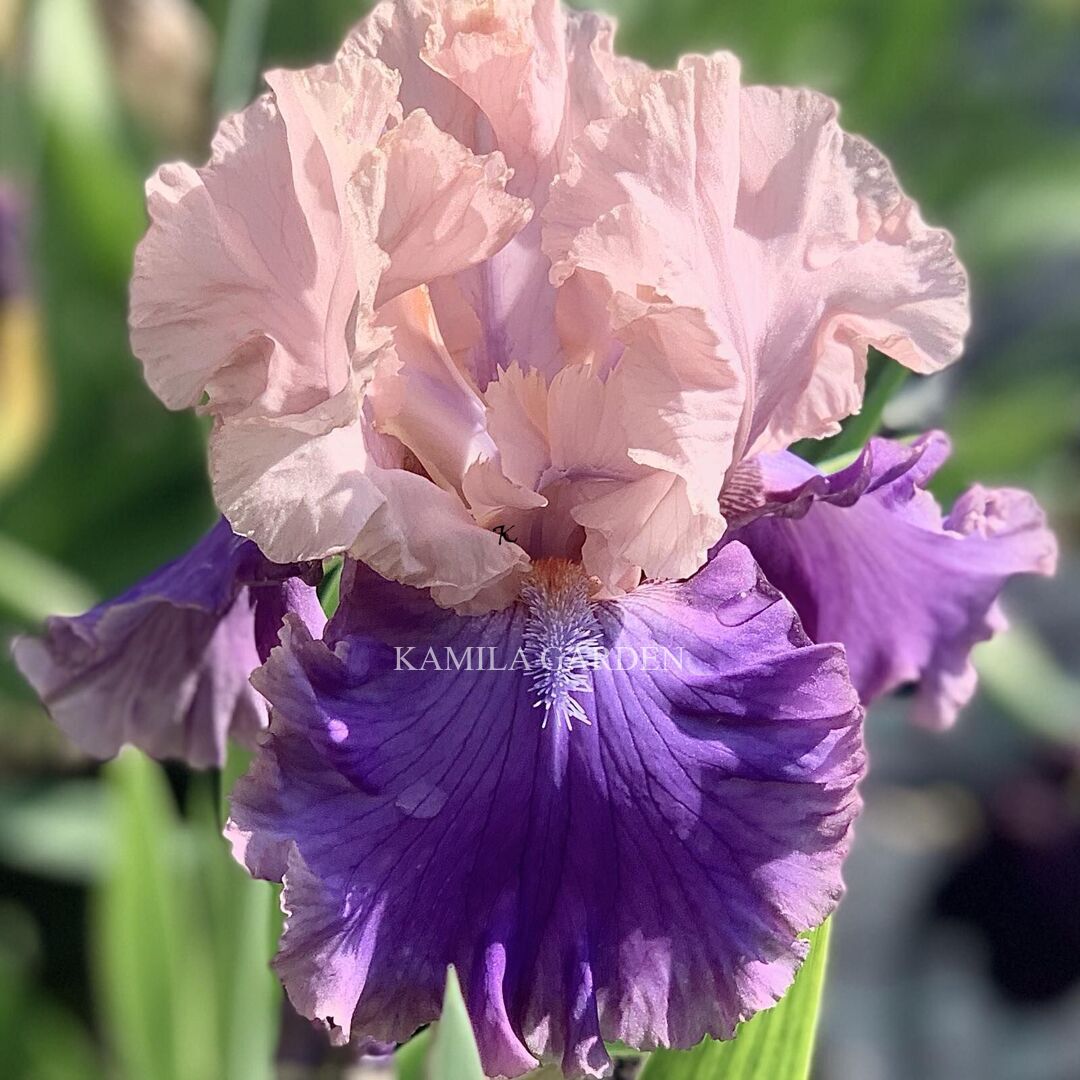 Florentine silk