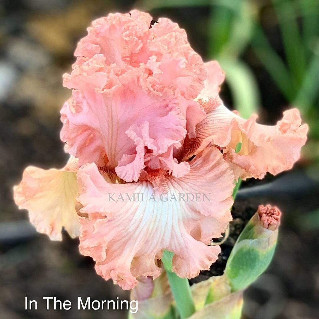 In the morning