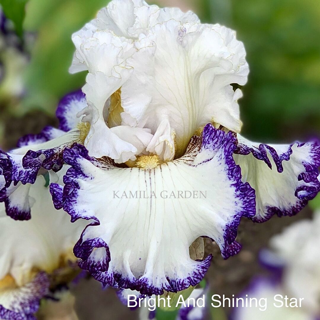Bright and shining star