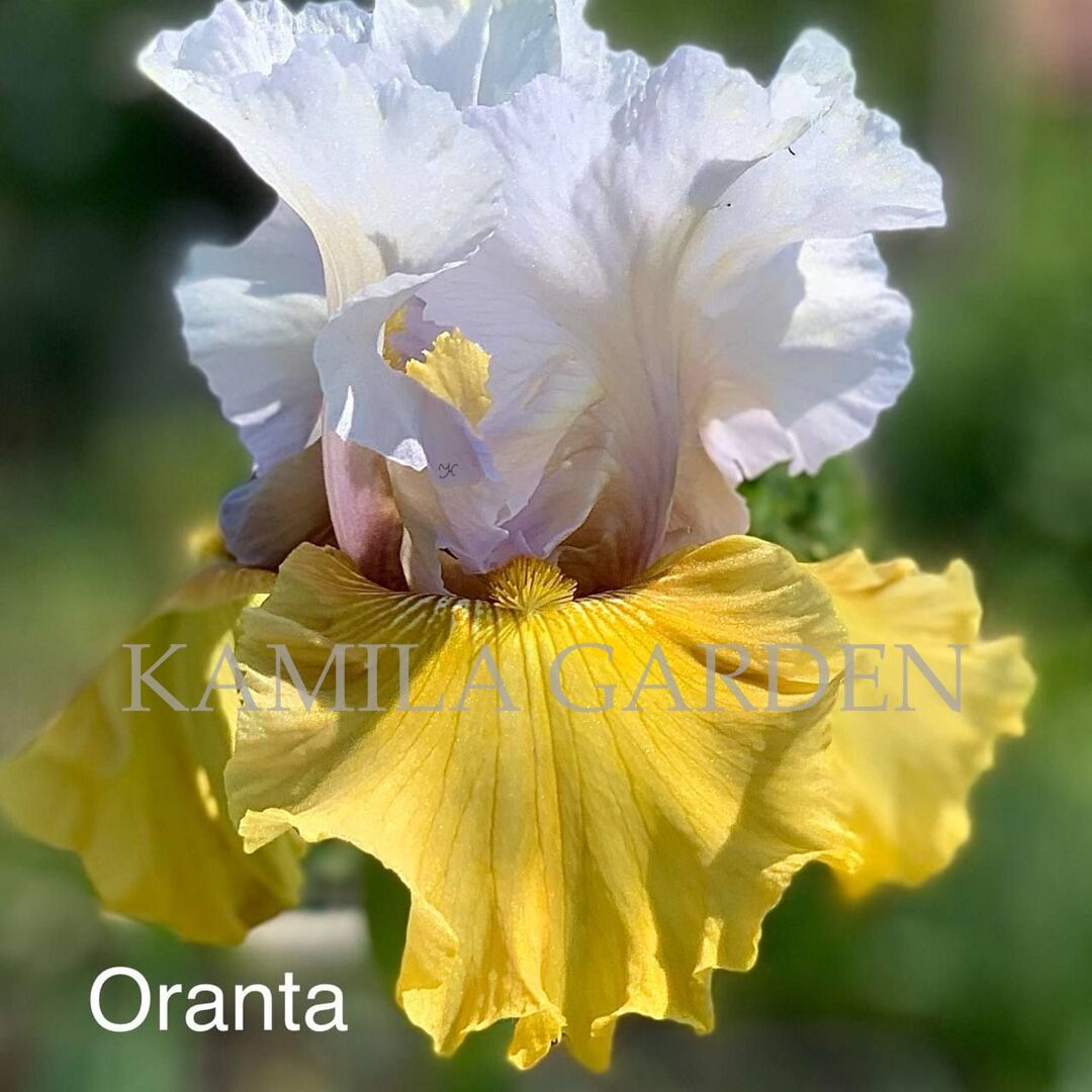 Oranta