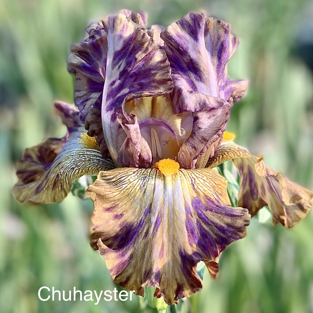 Chuhayster