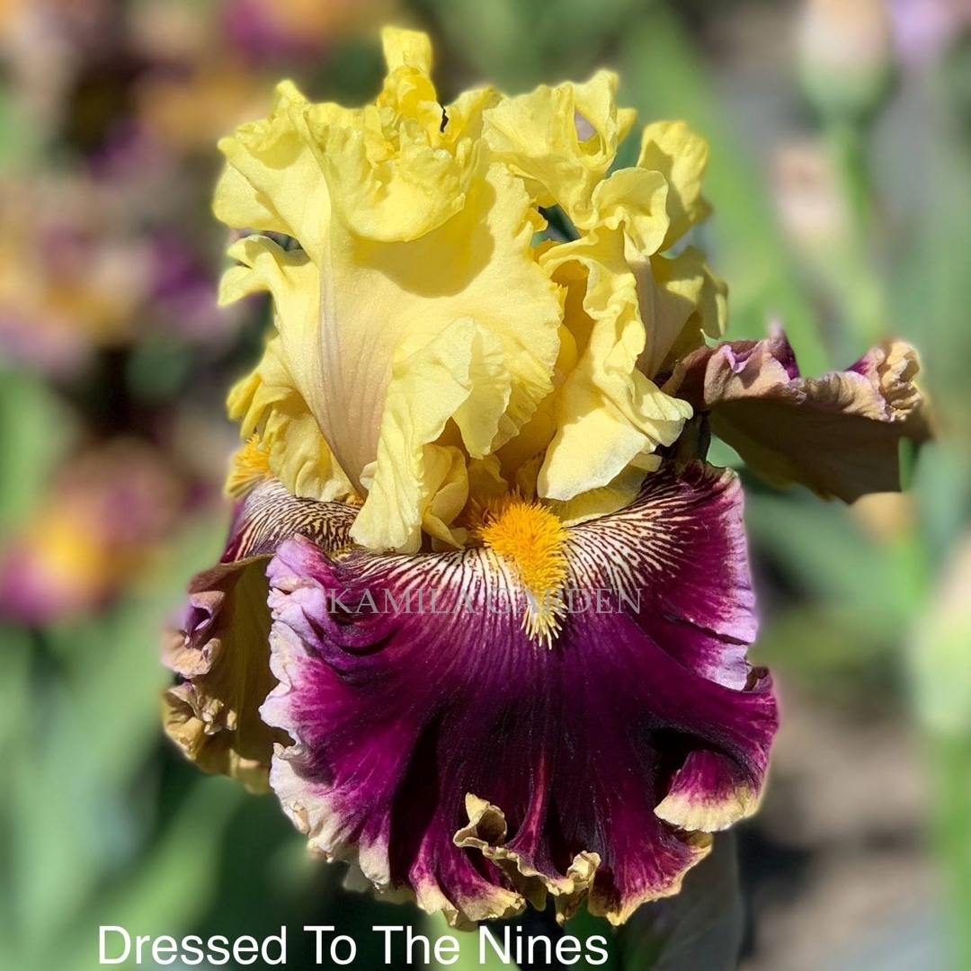 Dressed to the nines