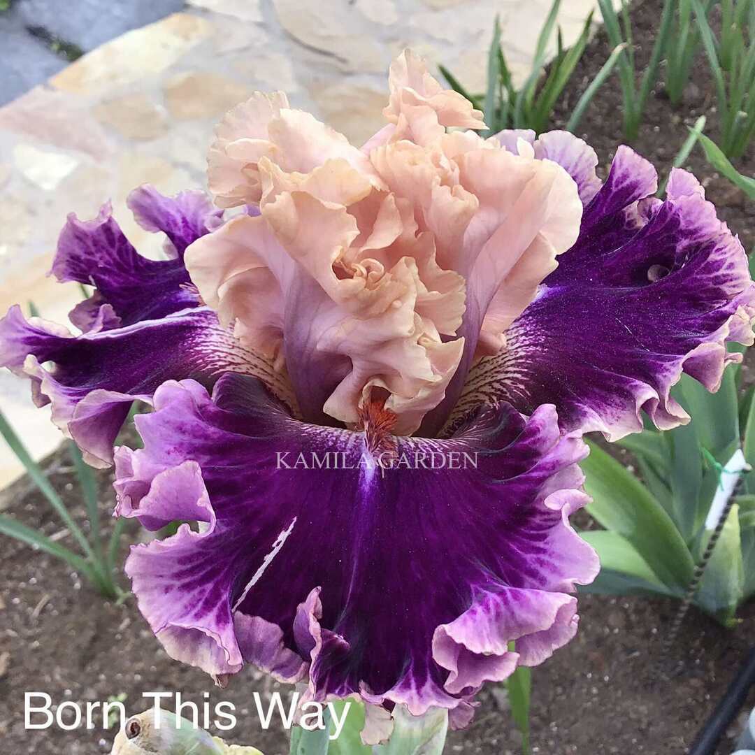 Born this way