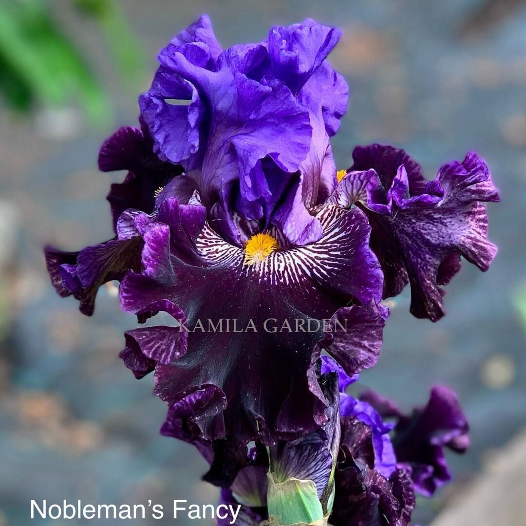 Nobleman's fancy