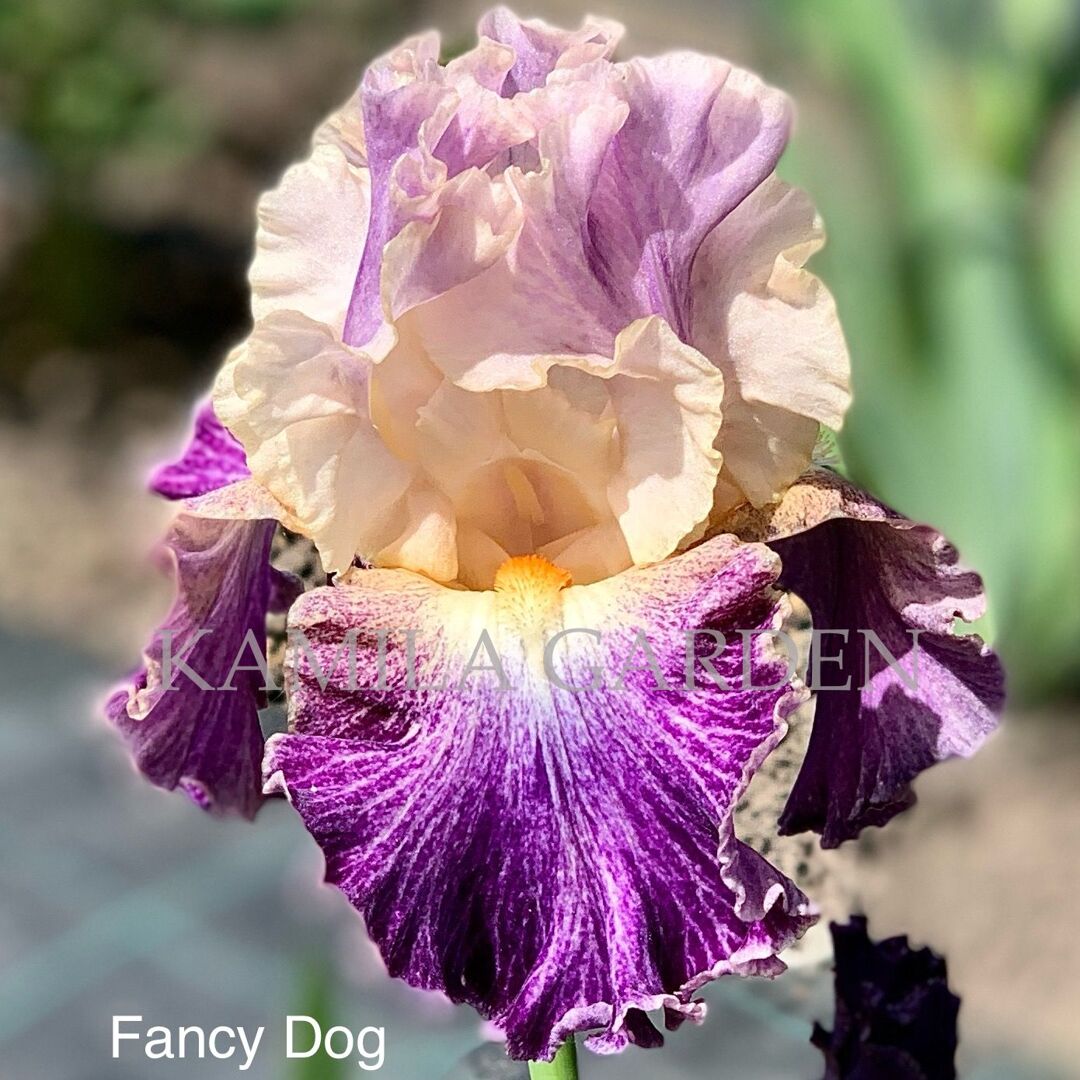 Fancy dog