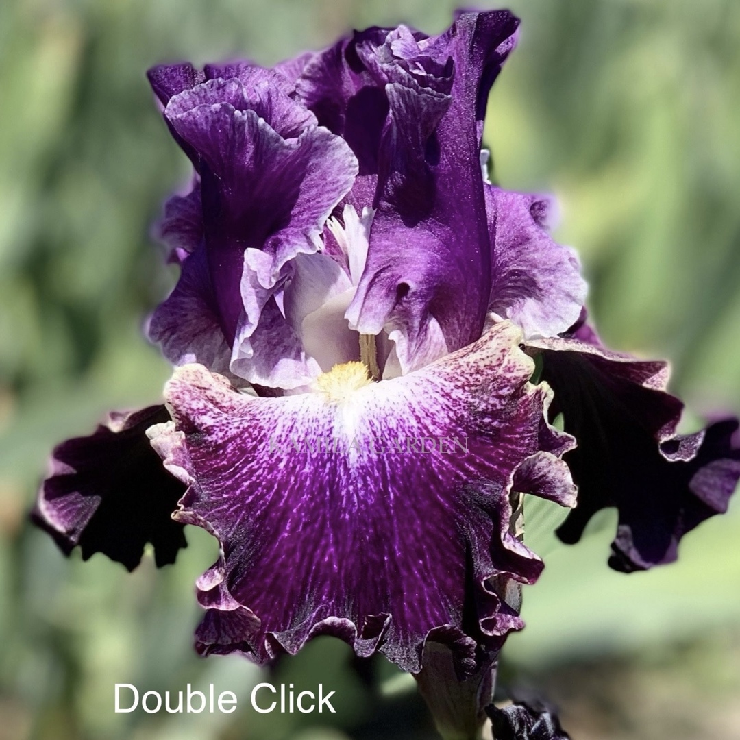 Double click
