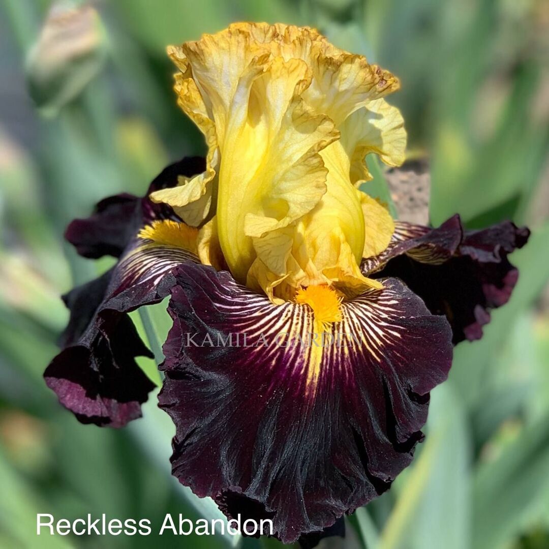 Reckless abandon