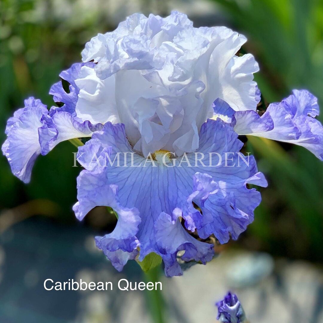 Caribbean queen