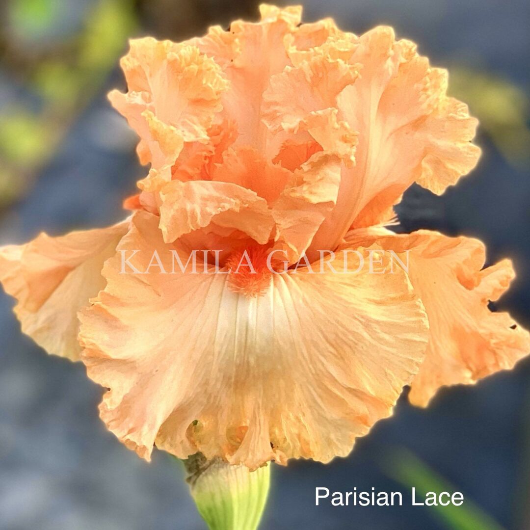 Parisian lace