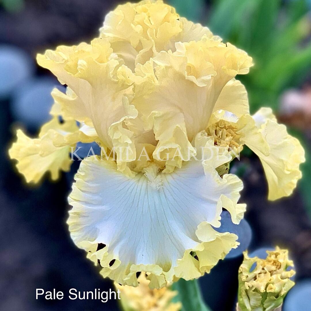 Pale sunlight