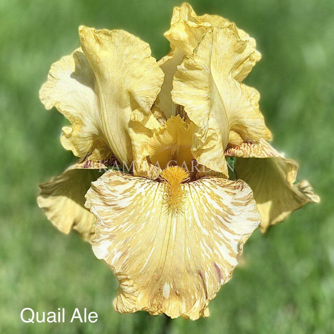 Quail Ale