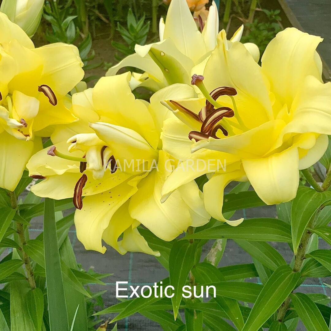 Exotic sun