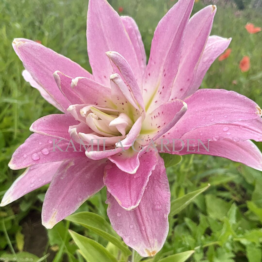 Lotus Elegance
