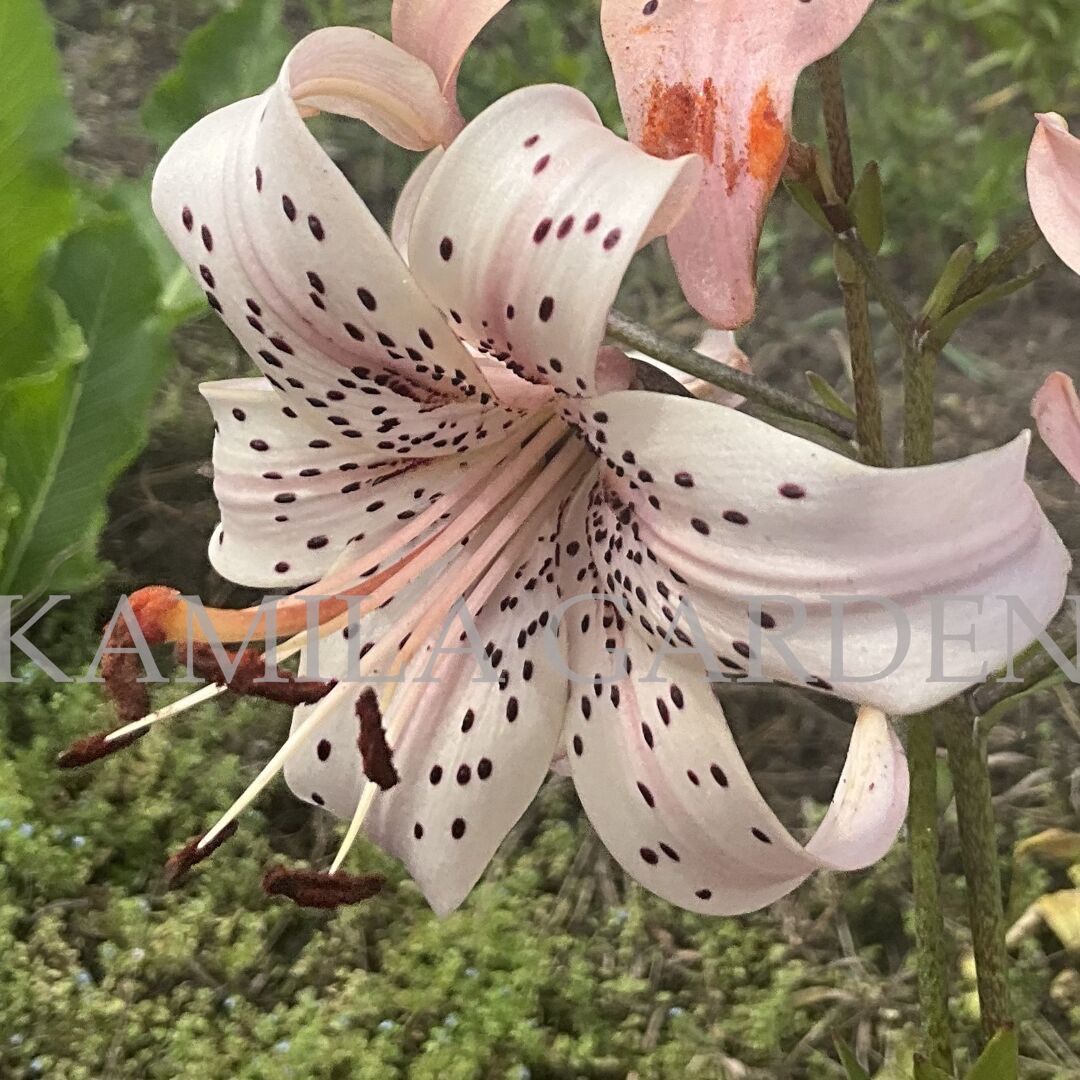 Pink Giant