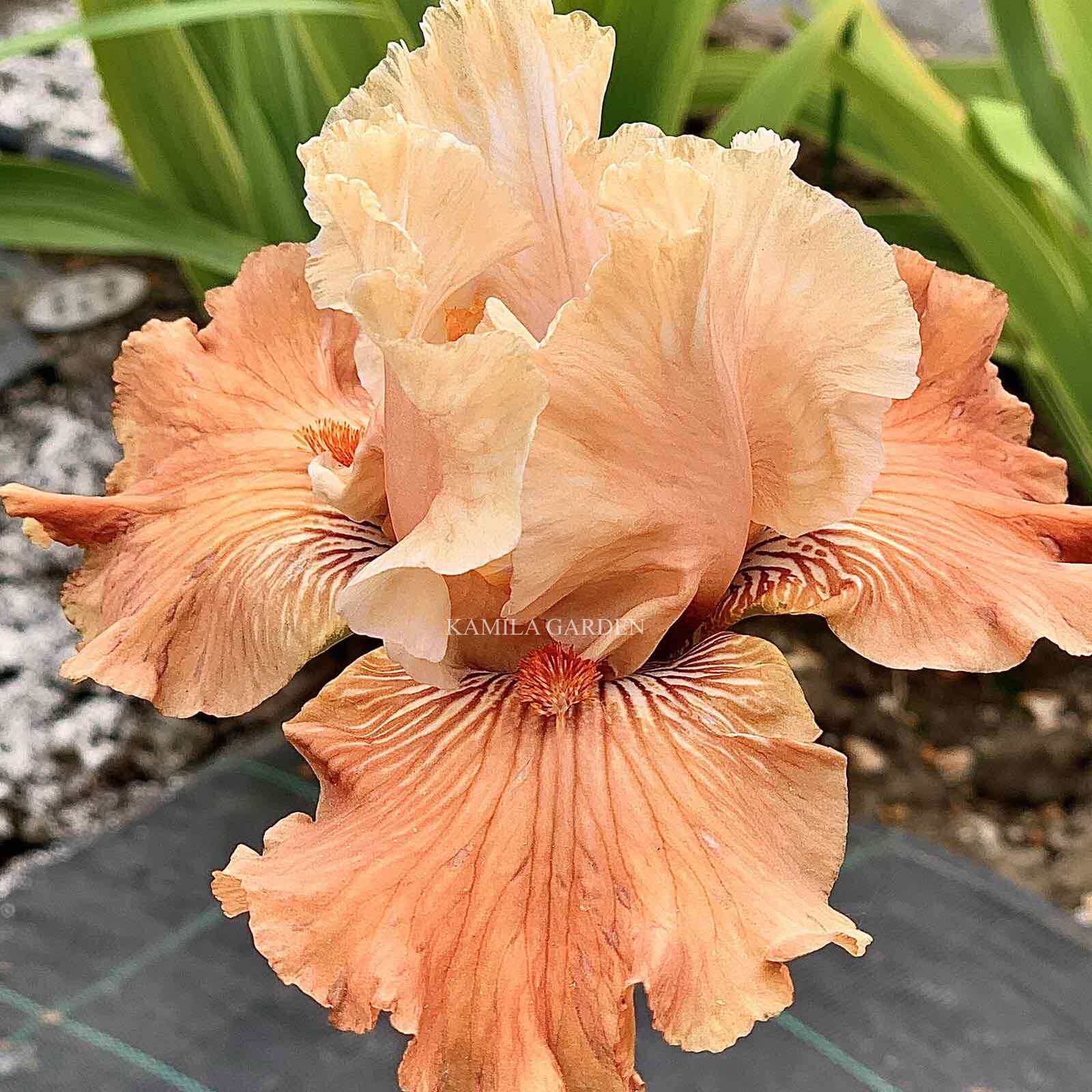 Mandarin morning