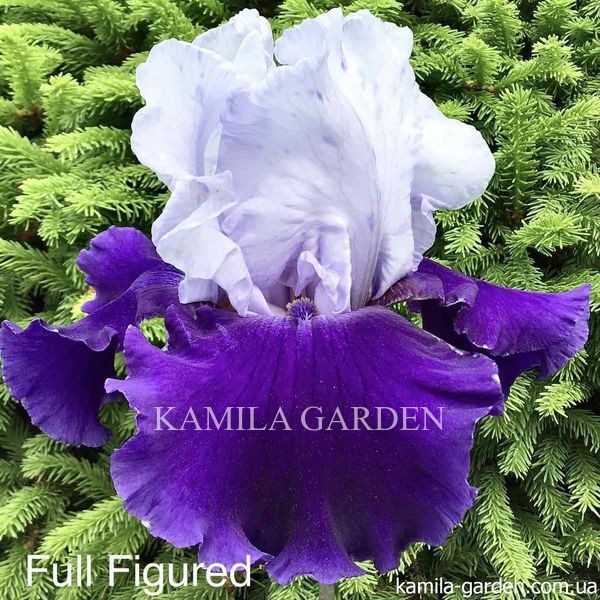 Full figured