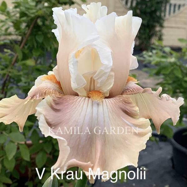 V kraiu mahnolii