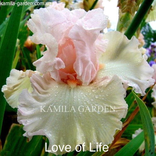 Love of lite