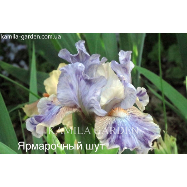 Yarmarochniy shyt