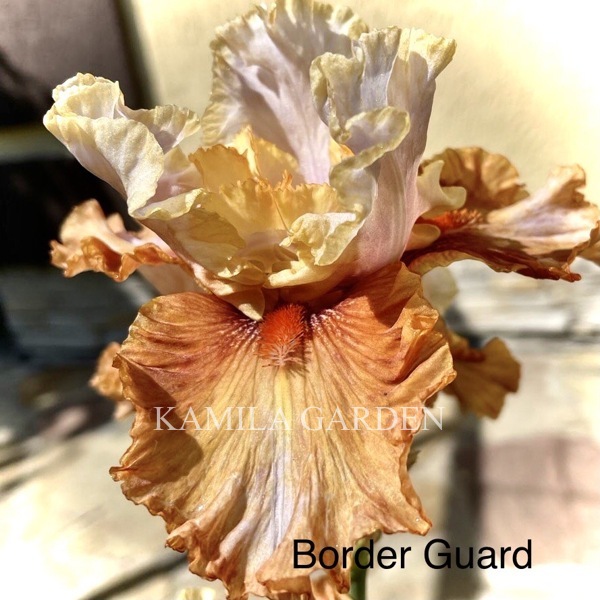 Border guard