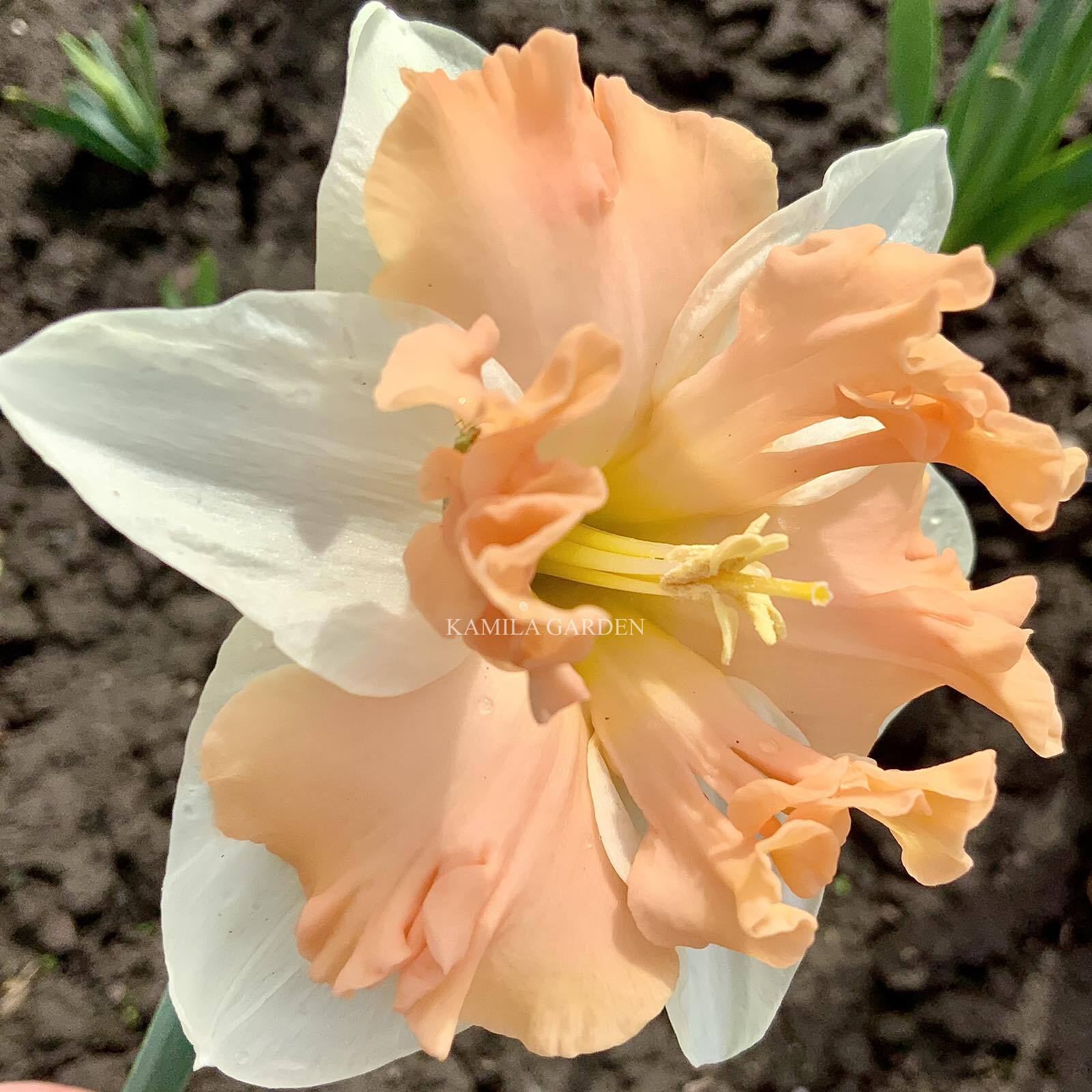 Walz