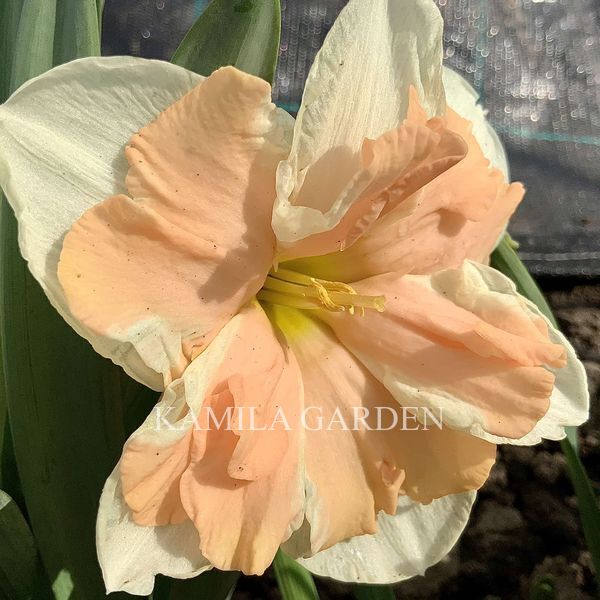 Apricot whirl