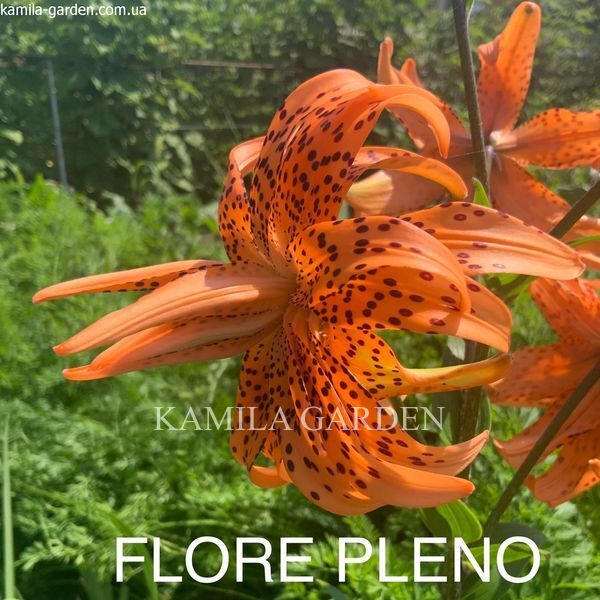Flore pleno / флоре плено