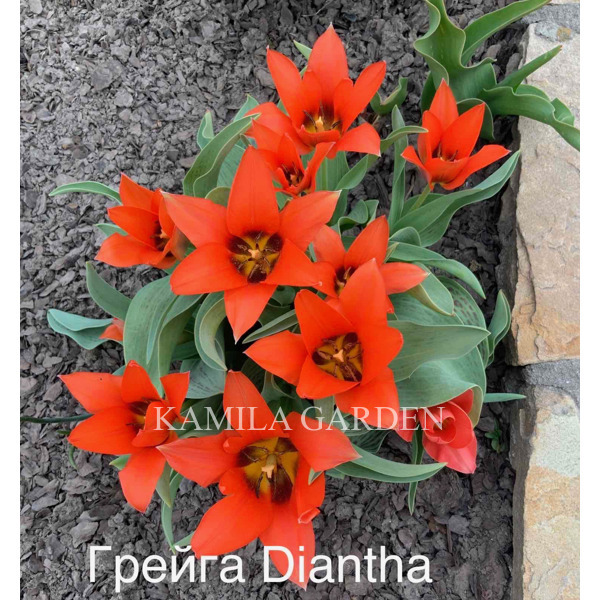 Грейга diantha тюльпан