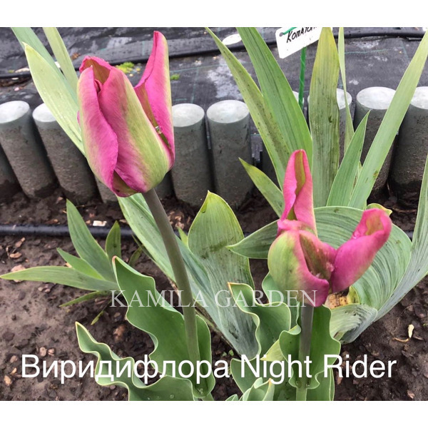 Night rider вірідіфлора тюльпан
