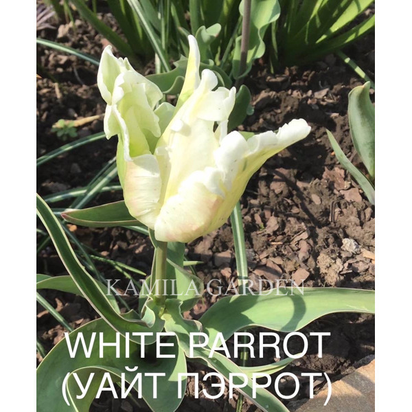 White parrot попугаячий тюльпан