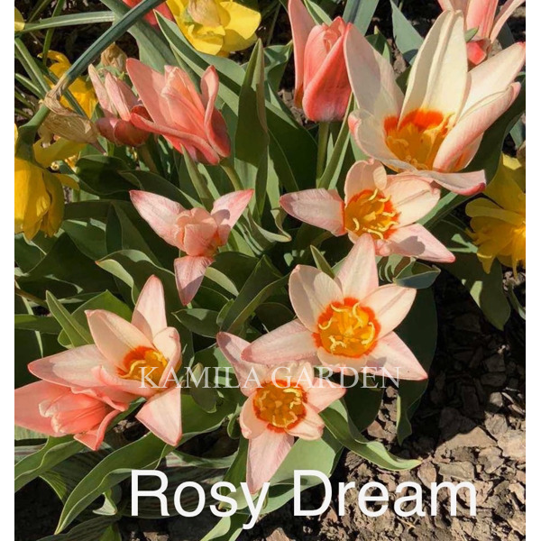 Rosy dream тюльпан