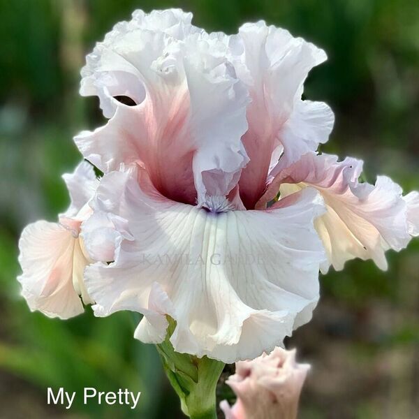 My pretty