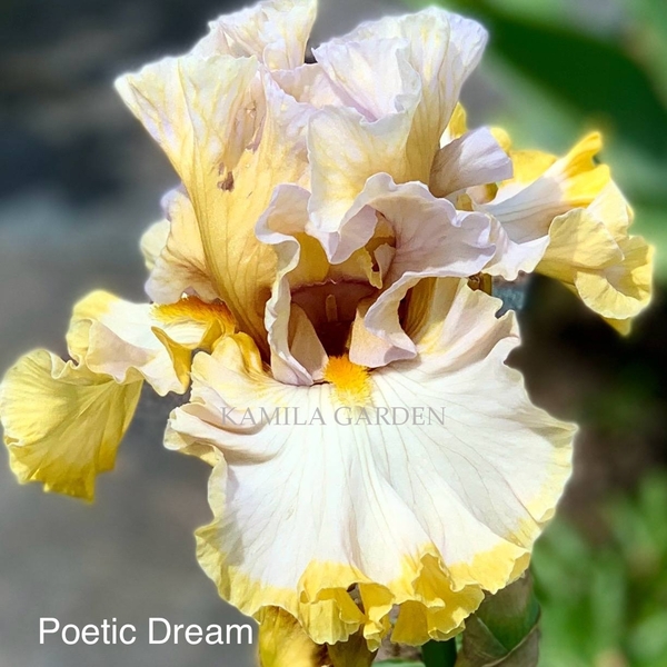 Poetic dream '21