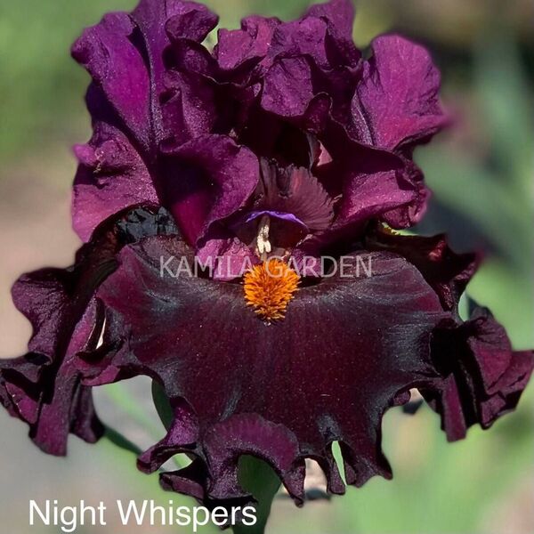 Night whispers '20