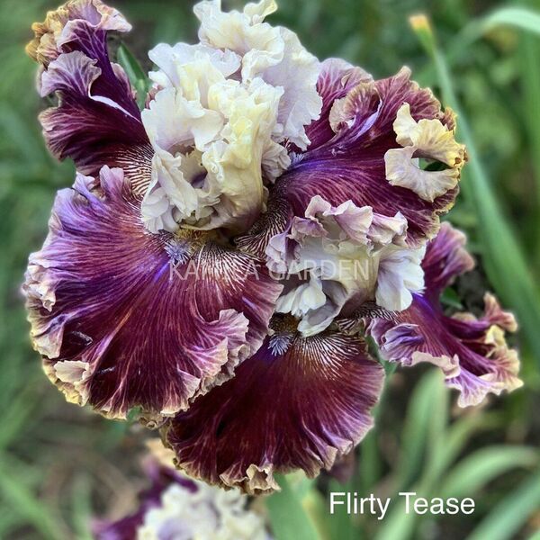 Flirty tease '22