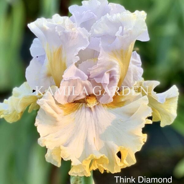 Think Diamond