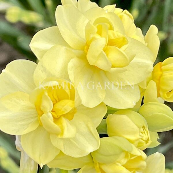 Yellow Cheerfulness