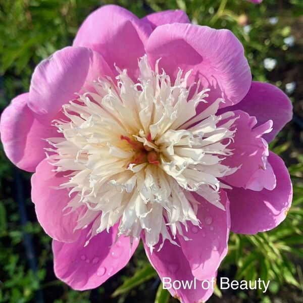 Bowl of beauty
