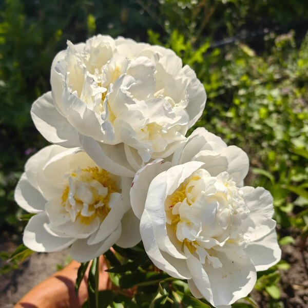 Gardenia