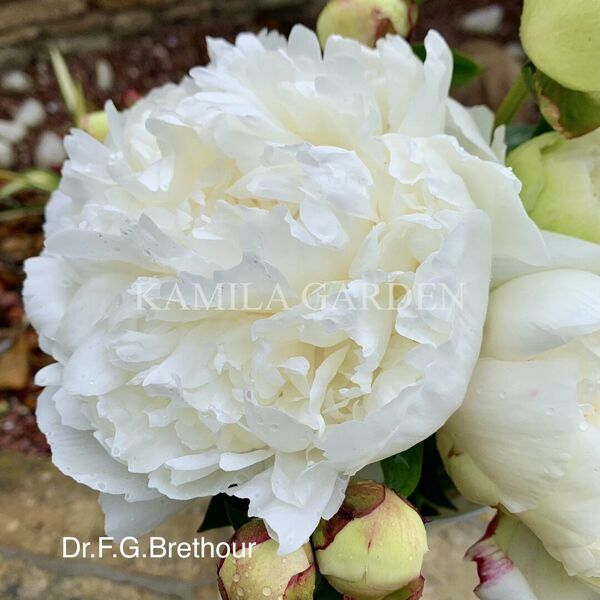Dr. fg. brethour