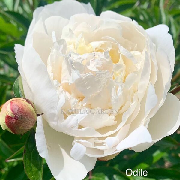 Odile