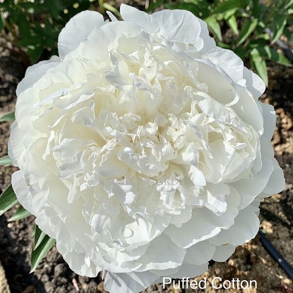 Puffed cotton