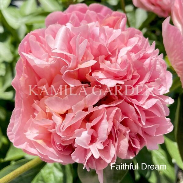 Faithful dream