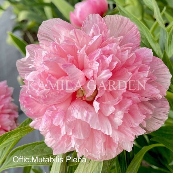Office mutabilis plena