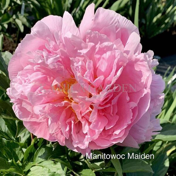 Manitowoc maiden