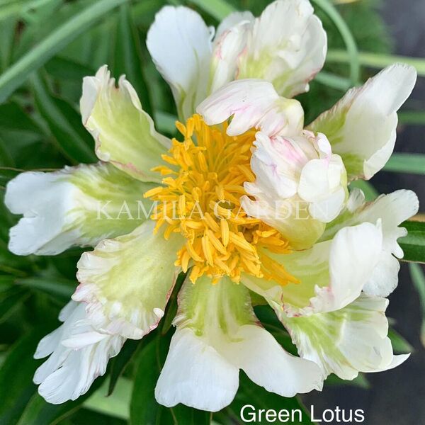 Green lotus