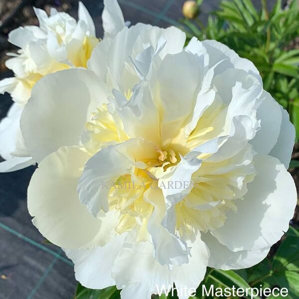 White masterpiece